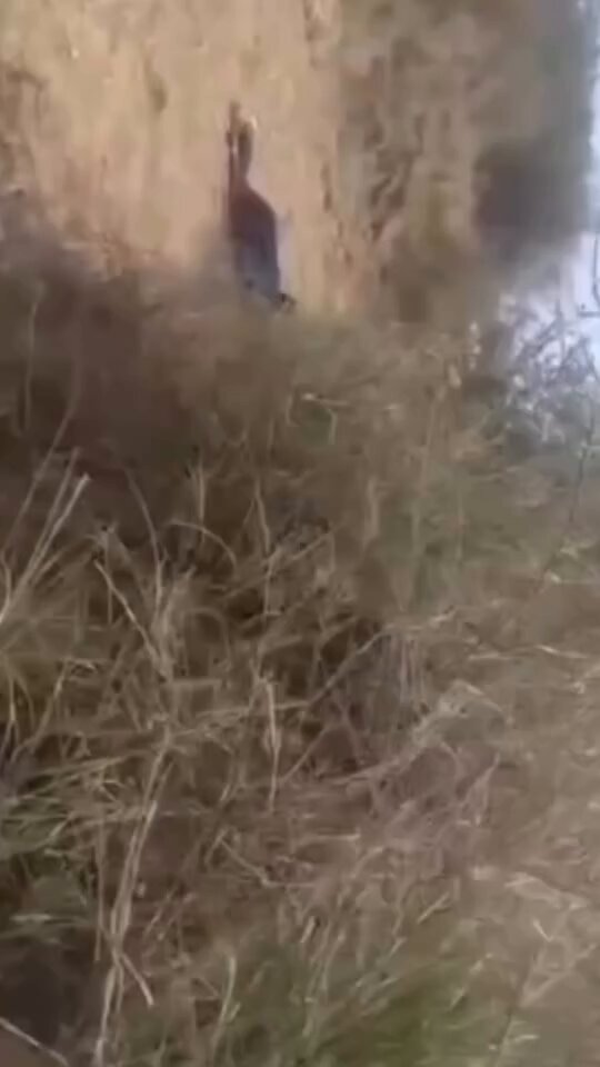 Busted! Indian Couple Caught Having Sex On A Farm In Public (18+)