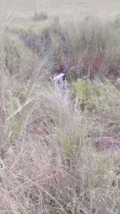 Another Indian Couple Busted While Having Sex In The Bush In Public (18+)