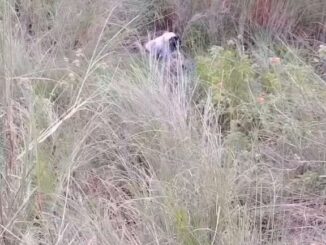 Another Indian Couple Busted While Having Sex In The Bush In Public (18+)