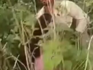 Indian Couple Busted While Having Sex In The Bush In Public (18+)